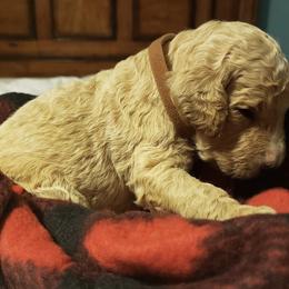 Golden Retriever and Goldendoodle Puppies from Penny Doodles