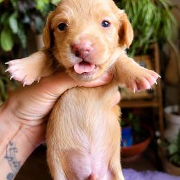 Cream boy 2 - Cream male Dachshund puppy in Port Orchard, Washington from Haus of Wiener Schnitzel