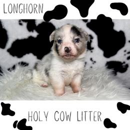 Longhorn - Blue merle and white male American Corgi puppy in Greenwood, Indiana from Witch Creek Corgis