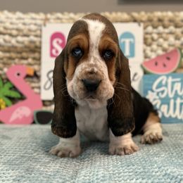 Salty Dawg (gray collar) - Black brown and white male Basset Hound puppy in Edmonton, Kentucky from RiverBottom Bassets