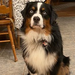 Leo - Australian Shepherd