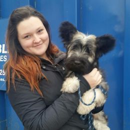 Skye Terrier Puppies from Falkor Skye Terriers