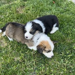 Pembroke Welsh Corgi Puppies from Kern River Corgis