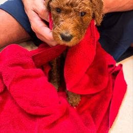 Goldendoodle Puppies from Quentin Brewer