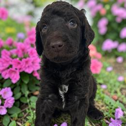 Chewbacca(Chewie) - Brown male Poodle puppy in Prosperity, Pennsylvania from Stelladoodles & Company