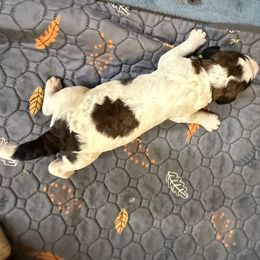 Boy 5 - Brown and white male Saint Berdoodle puppy in San Antonio, Texas from Mammoth Doodles