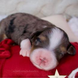 Cindy Lou - Merle female Bernedoodle puppy in Bowling Green, Ohio from Windy Creek Doodles