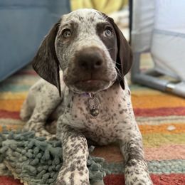 Justice - German Shorthaired Pointer puppy from GSP Pointer Family