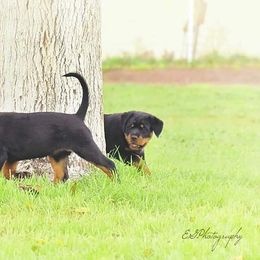 Rottweiler Puppies from Gottlïchen Rottweilers