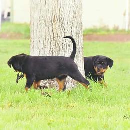 Rottweiler Puppies from Gottlïchen Rottweilers