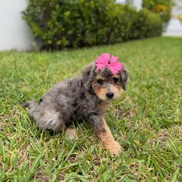 Sunny - Merle female Bernedoodle puppy in Loxahatchee, Florida from SR. Doodle pupps