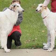 Borzoi puppies from Pagosa Borzoi