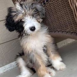 Aussiedoodles and Miniature Australian Shepherds from Buffalo River Puppies