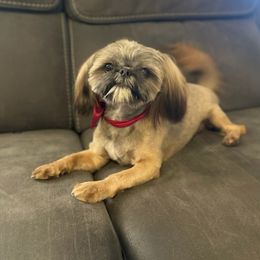 Lola - Shih Tzu