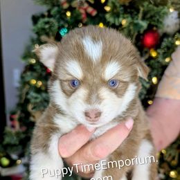 Jasper - Red and white male Pomsky puppy in Spring Hill, Florida from www.PuppyTimeEmporium.com