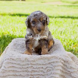 Indie - Merle female Sheepadoodle puppy in Los Angeles, California from Exquisite Doodles