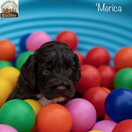 'Merica - Chocolate male Australian Labradoodle puppy in Cashmere, Washington from Mountain Home Doodles