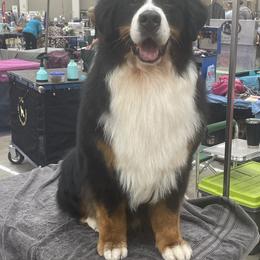 Bernese Mountain Dog All Grown Up from Carma Que’s Bernese Mountain Dogs