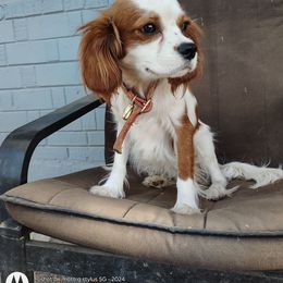Boy 4 Golia - Blenheim male Cavalier King Charles Spaniel puppy in Phoenix, Arizona from Royal Desert Cavaliers