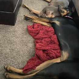 Doberman Pinscher Puppies from Jensen Dobermans