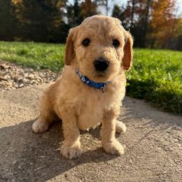 Dark Blue - Male - Red  male Goldendoodle puppy in Kent City, Michigan from Hannah Mae Doodles