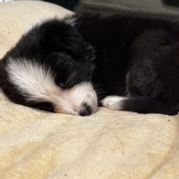 Patsy - Border Collie puppy in Knoxville, Tennessee from Riverside Ranch Border Collies