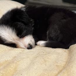 Patsy - Border Collie puppy in Knoxville, Tennessee from Riverside Ranch Border Collies