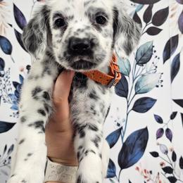 Poalroid- Long Coat - White and black male Dalmatian puppy in Gray, Georgia from Fuller Spots