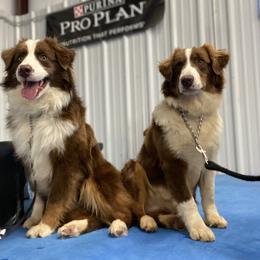 Story - Miniature American Shepherd