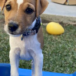 Jack Russell Terrier Puppies from Fair Dinkum Jack Russell Terriers