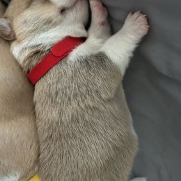 Red boy - Red male Pembroke Welsh Corgi puppy in Largo, Florida from Nauti Corgi’s