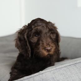 Nigel - Chocolate male Australian Labradoodle puppy in Williamstown, New York from Lewis Manor Labradoodles