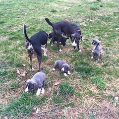 Mountain Cur Puppies from Walnut Ridge Mountain Curs