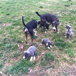 Mountain Cur Puppies from Walnut Ridge Mountain Curs