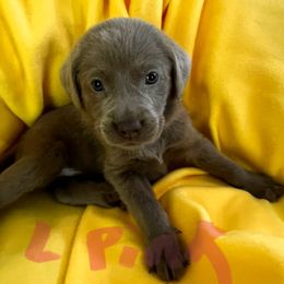 Lightpink - Chocolate female Labrador Retriever puppy in New Hampshire from Burt Hill labs