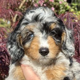 Cosmos (Aussie Bernedoodle) - Blue merle male Bernedoodle puppy in Oregon from Blue Skye Doodles