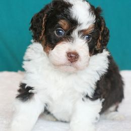 Holly - Tri-color female Bernedoodle puppy in Burtchville, Michigan from Sparling's Doodles