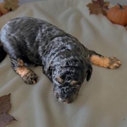 Blitz - Black and tan male Cockapoo puppy in Sparta, Missouri from Sis' Doodles & Poodles