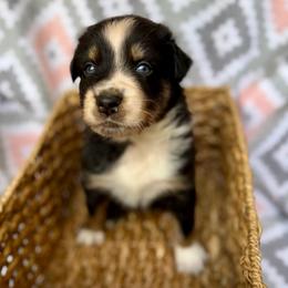 Shamrock - Black tri-color male Australian Shepherd puppy in Clover, South Carolina from Jo’s Aussies