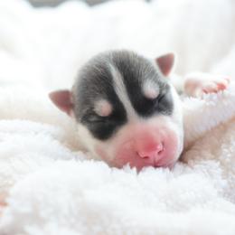 Flint - Sable and white male Siberian Husky puppy in Bly, Oregon from Hill Top Huskies