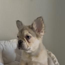 Kallax Cubby - Blue fawn male French Bulldog puppy in Cedar Hill, Texas from Puppy Paper House