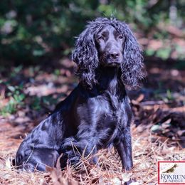English Cocker Spaniel and Pointer All Grown Up from Foxrun Gundogs