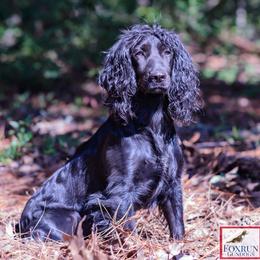 English Cocker Spaniel and Pointer All Grown Up from Foxrun Gundogs