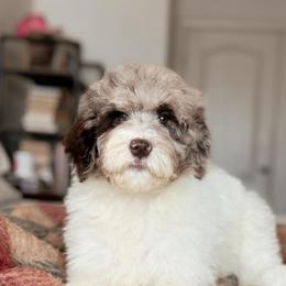 Sequoia, Girl - Chocolate merle female Bernedoodle puppy in Maricopa, Arizona from Desert Ridge Doodles