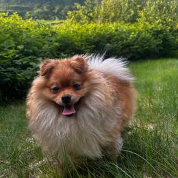 Juju - Pomeranian