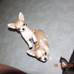 Girl 1 - Fawn and white female Chihuahua puppy in Deridder, Louisiana from BG's Chihuahua