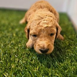 SUGAR - Apricot female Goldendoodle puppy in Harris County, Texas from Cute & Curly Doodles