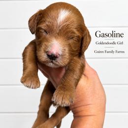Gasoline pending - Red female Bernedoodle puppy in Grove, Oklahoma from Guinn Family Farms