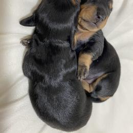 Dachshund Puppies from Desert Dachshunds