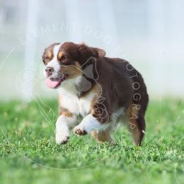 Boujie - Miniature American Shepherd